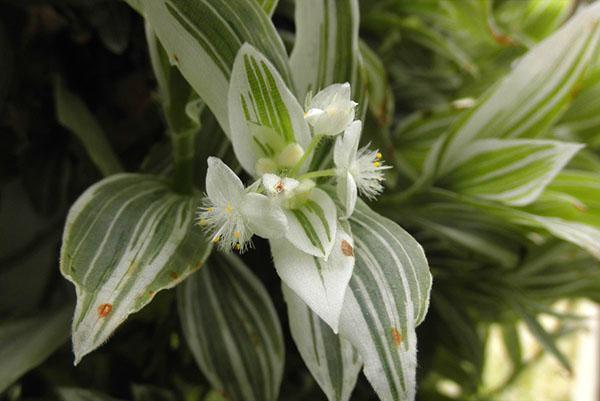 La floraison riveraine Tradescantia