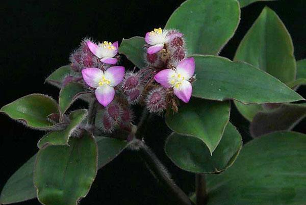 Tradescantia Blossfeld