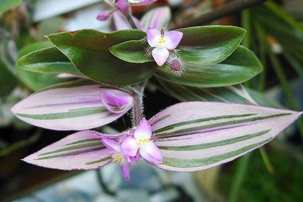 Tradescantia de Blossfeld au feuillage panaché