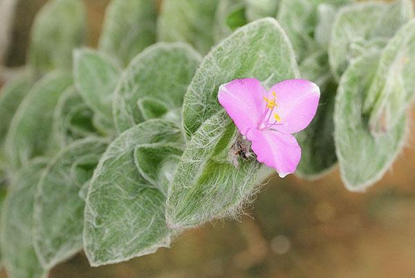 Tradescantia Sillamontana