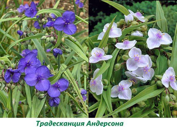 Tradescantia Anderson