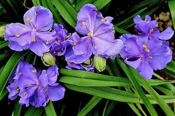 Fleurs semi-doubles de tradescantia