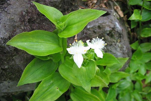 Tradescantia belotsvetkovaya