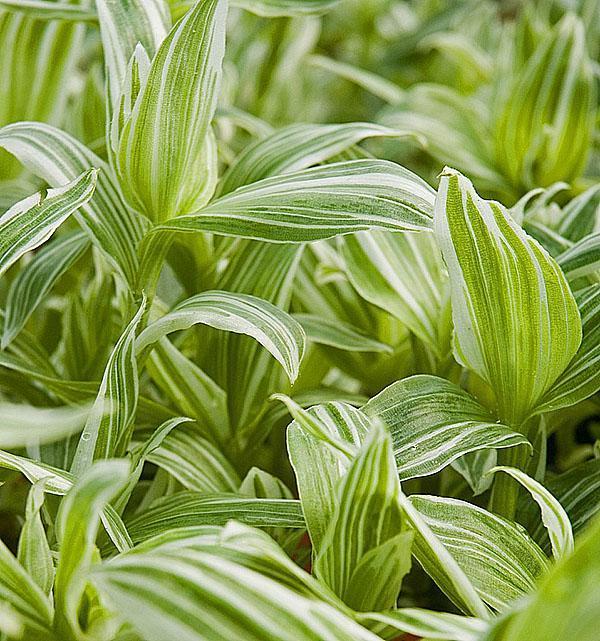 Tradescantia Albo vittata à fleurs blanches