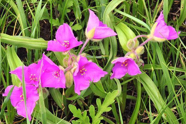 Tradescantia fleurit