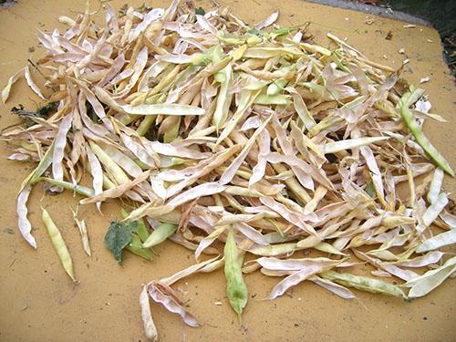 Las cáscaras de frijoles se utilizan con fines medicinales.