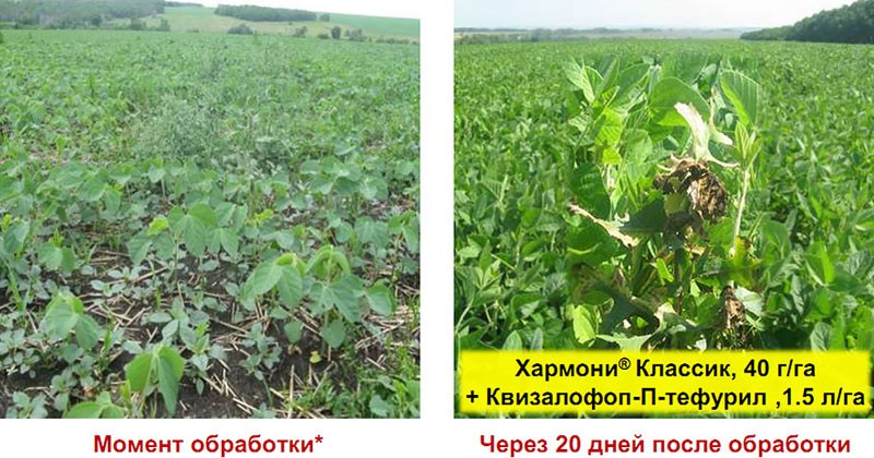 bienfaits de l'herbicide Harmony
