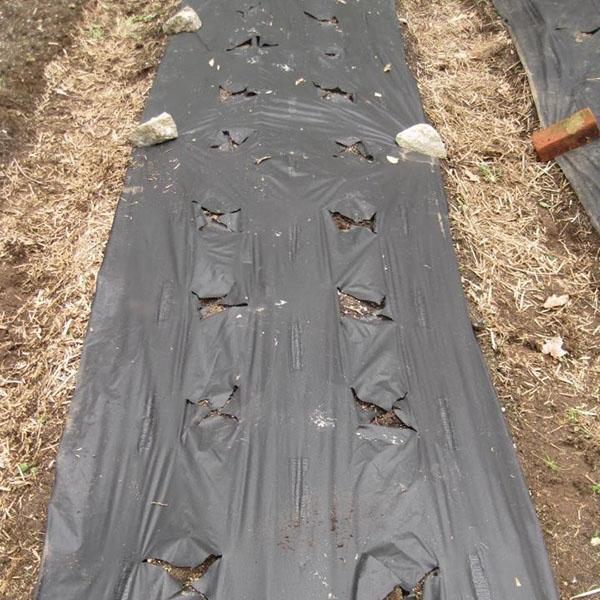 pose du tissu agrotechnique et préparation des sièges