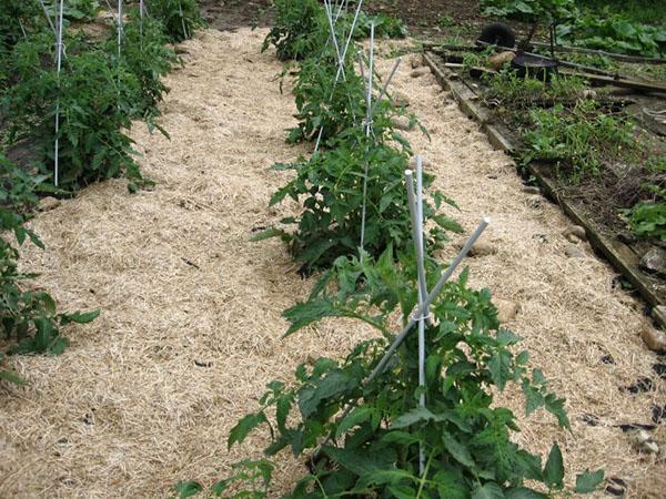 pailler un potager