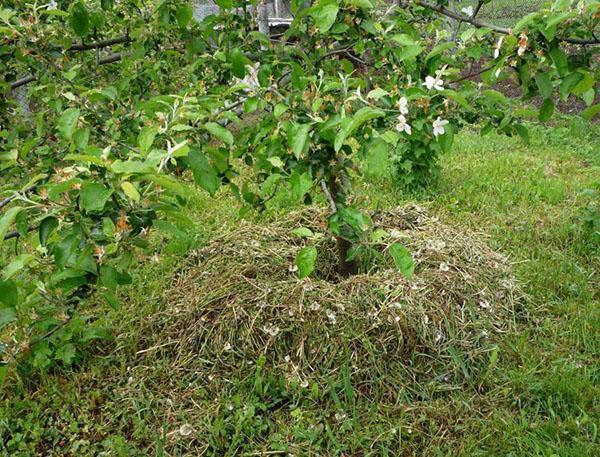 acolchado de un árbol