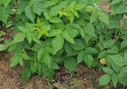 paillis d'herbe coupée