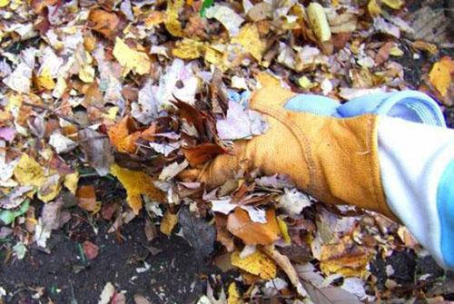 feuilles déchiquetées