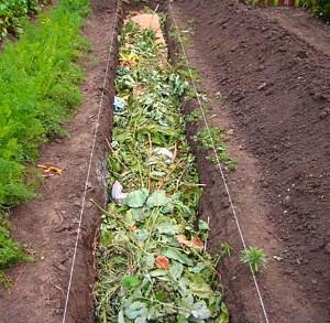 Sur la photo, la pose d'un lit chaud avec de la sciure de bois et des plantes