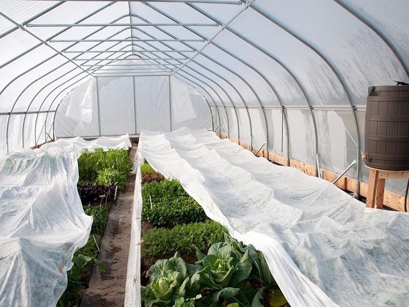 agrofibra durante las heladas de retorno