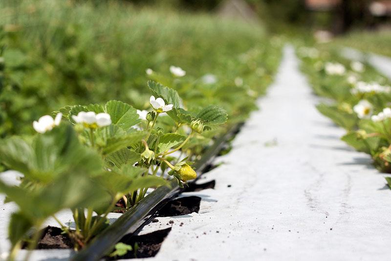 características del uso de agrofibra