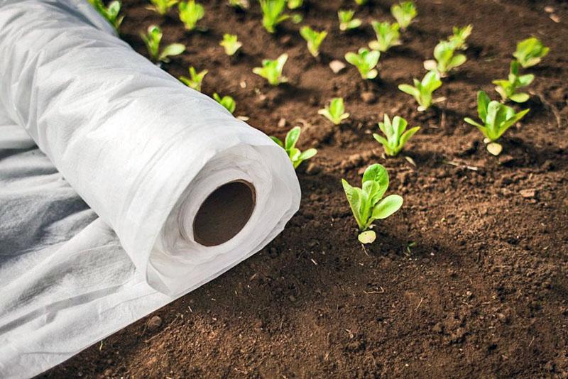 agrofibra para plántulas
