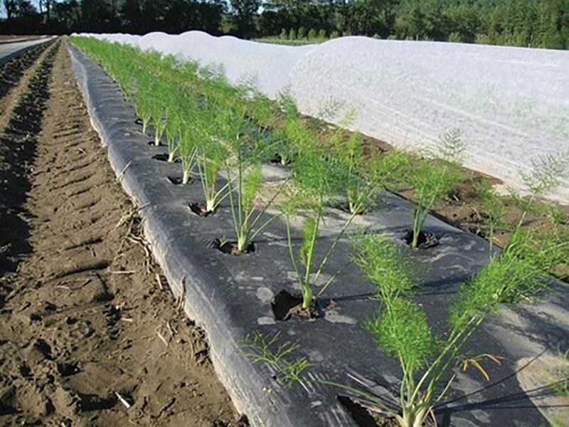 protección de las camas contra las malas hierbas