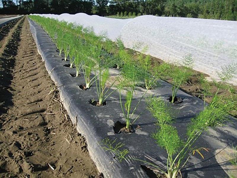 protection des lits contre les mauvaises herbes