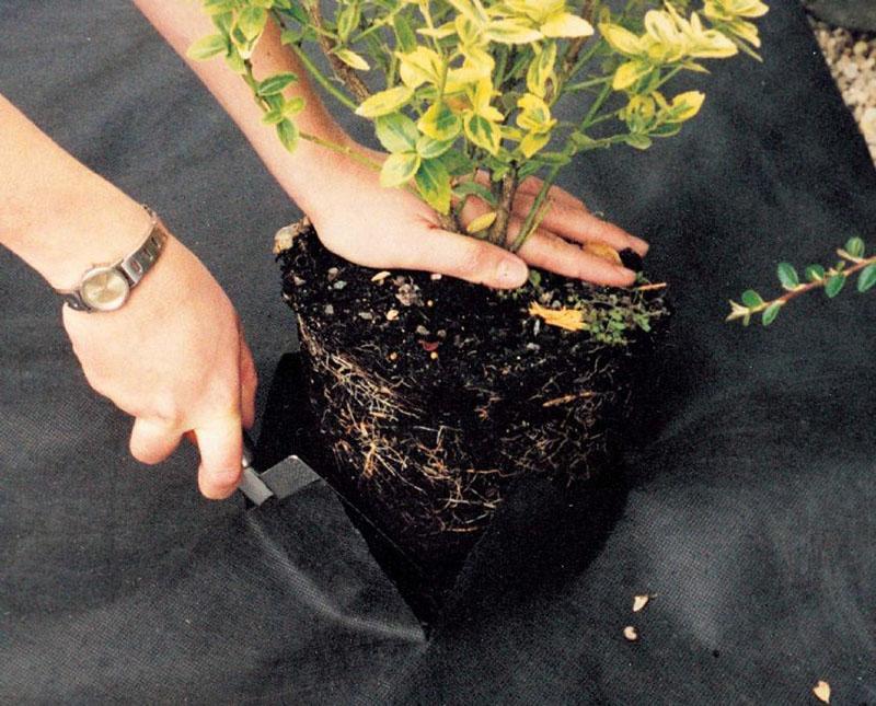 plantar plantas en agrofibra