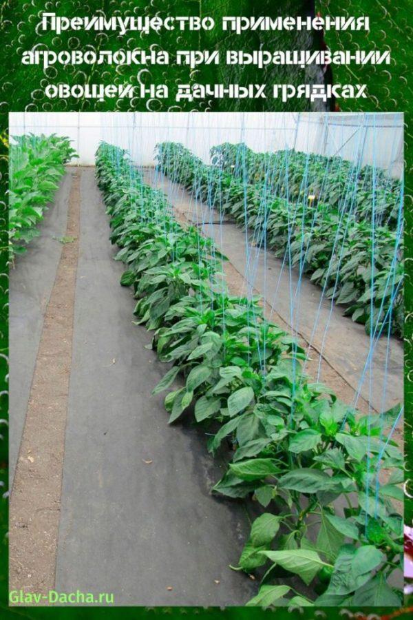 uso de agrofibra