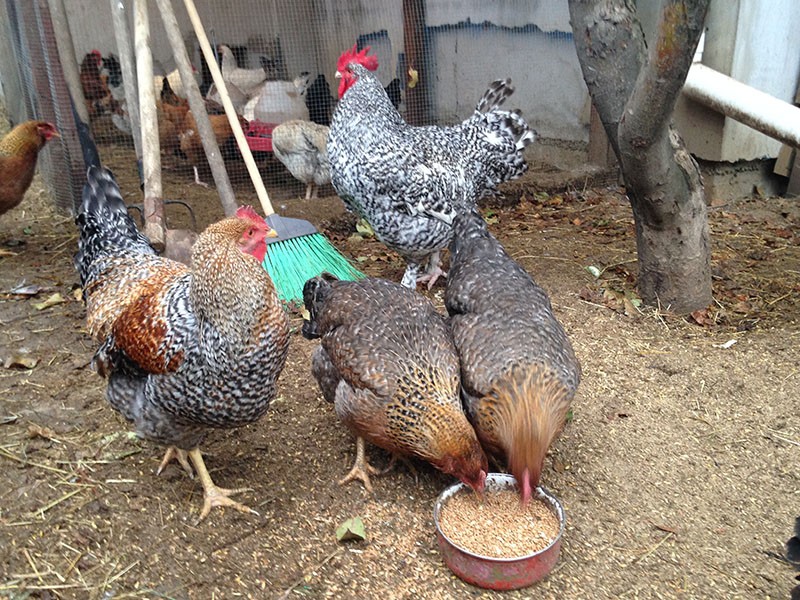 nourrir les poulets