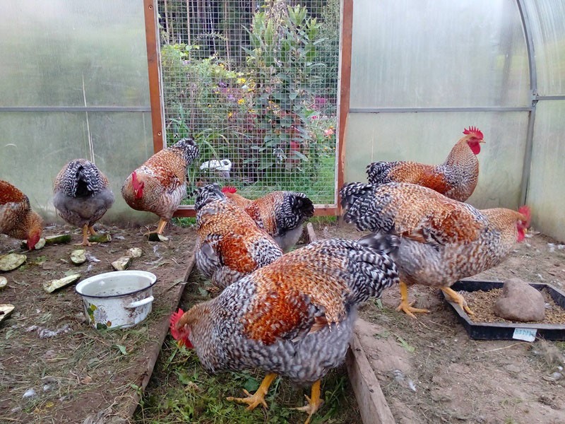 pollos en el invernadero