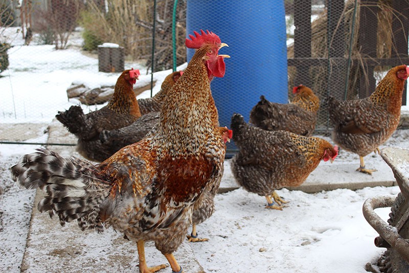 Poulets de Bielefelder en hiver