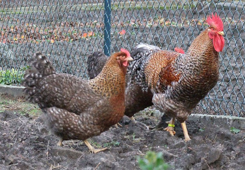 Pollos Bielefelder en el patio.