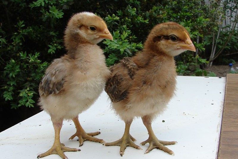 couleur de poulet