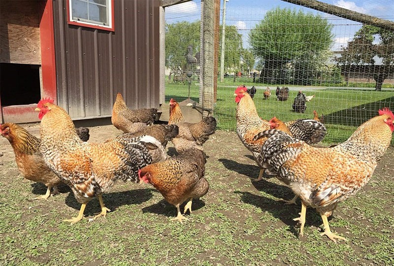 conditions d'élevage des poules