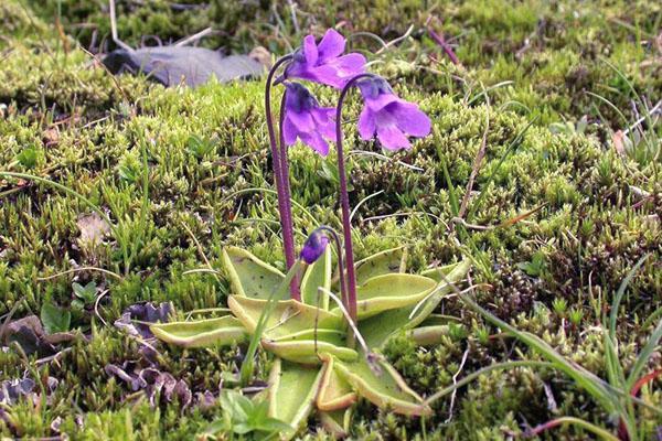 Pinguicula vulgaris