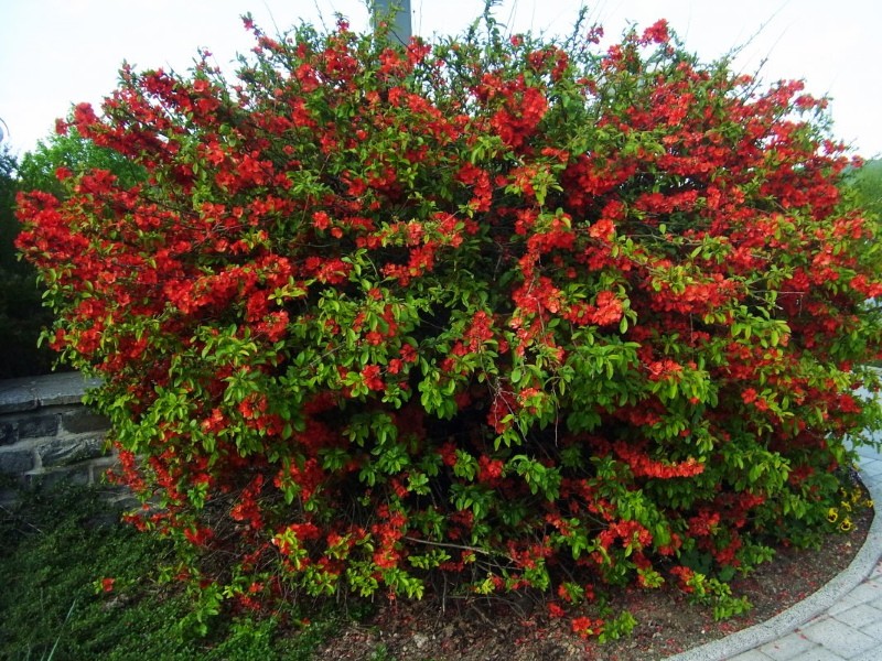 chaenomeles en fleurs