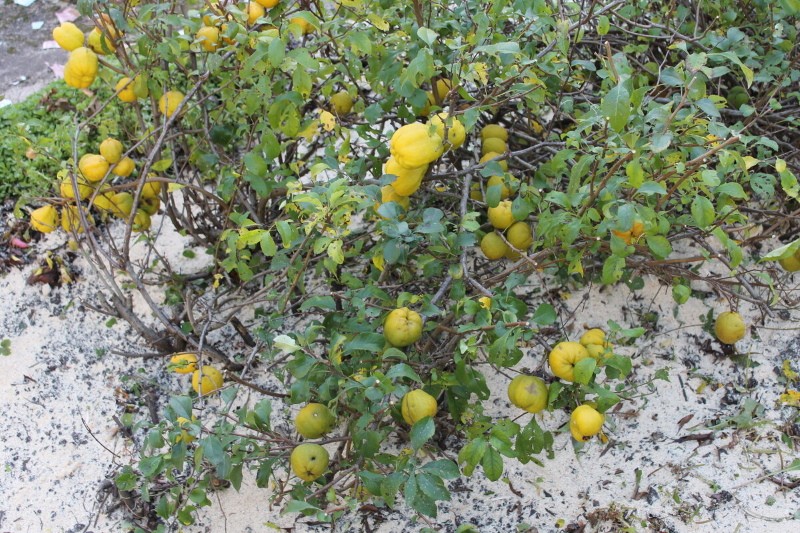 fruits de chaenomeles