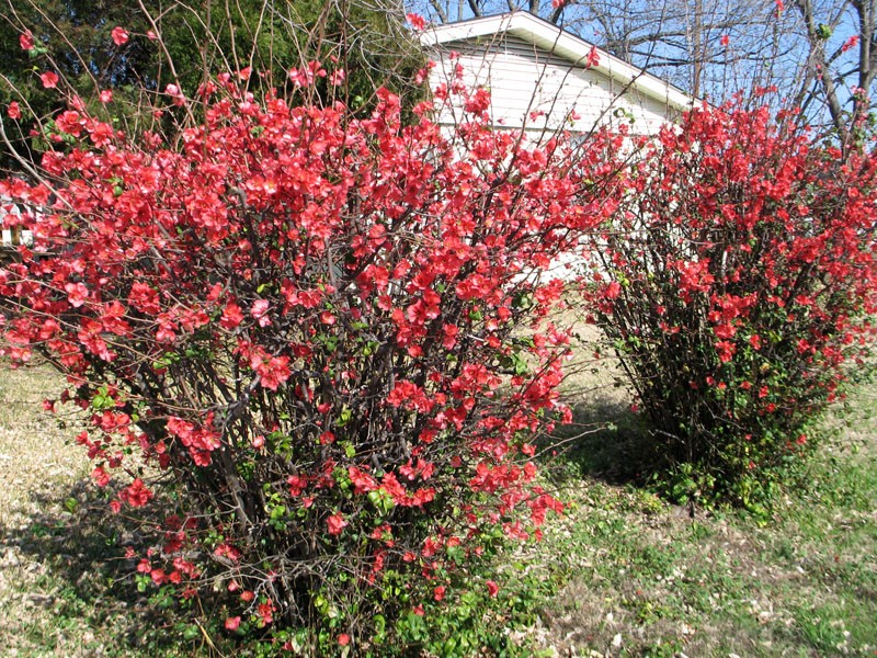 Henomeles coing japonais plantation et entretien dans le jardin