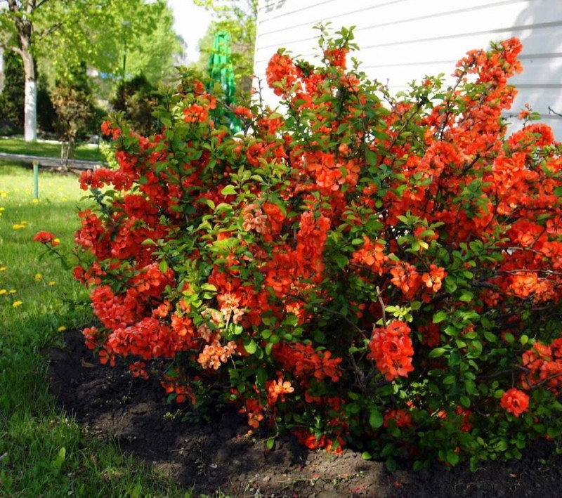Henomeles coing japonais plantation et entretien