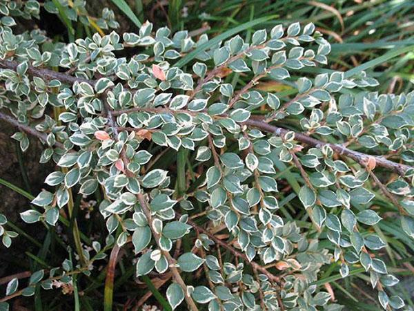 Cotoneaster horizontal 