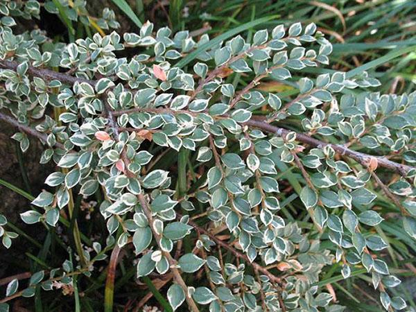 Cotonéaster horizontal 