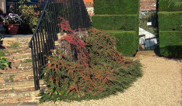 Cotoneaster horizontal Perpusillis