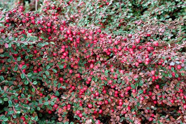 cotoneaster de dammer