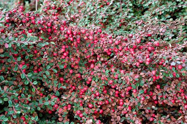 cotonéaster de barrage