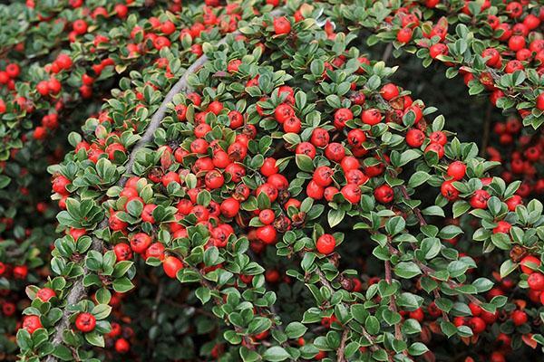 Cotoneaster Corail Beauté