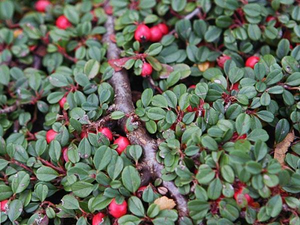 cotoneaster de hoja pequeña