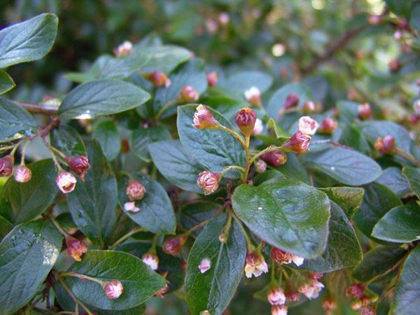 cotonéaster brillant