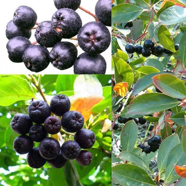 cotoneaster negro