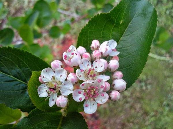 fleurs de cotonéaster