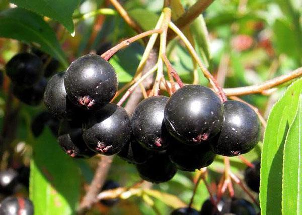frutas maduras