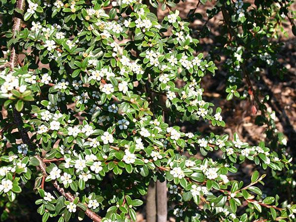 cotonéaster en fleurs