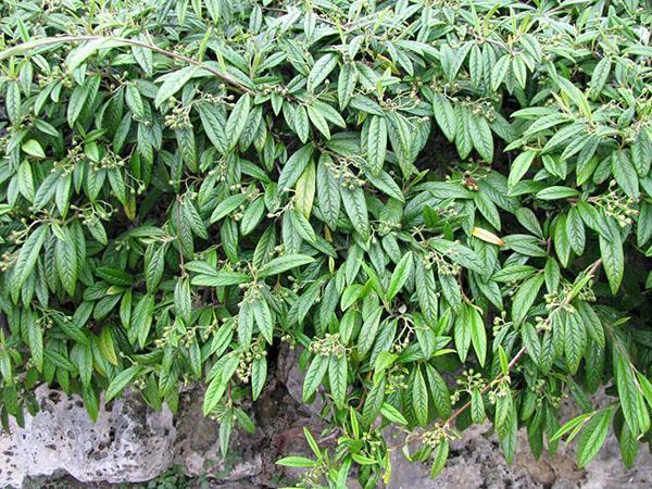 cotoneaster de sauce