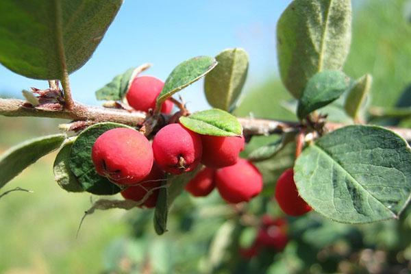 cotoneaster alaunsky