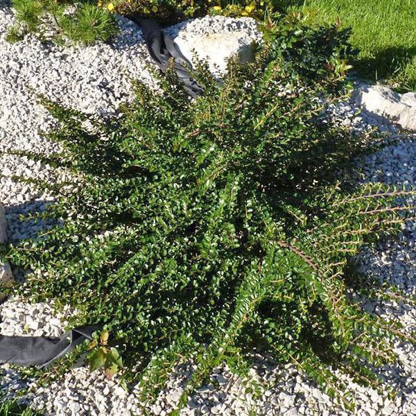 cotoneaster extendido